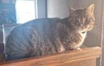 Mooie 2-jarige poes zoekt een nieuw huisje, Dieren en Toebehoren, Katten en Kittens | Overige Katten, Poes