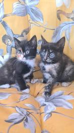 Hele aanhankelijke kittens, wo.Tortipoesjes Lena en Luna, Dieren en Toebehoren, Katten en Kittens | Overige Katten, Meerdere dieren