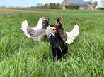 Jonge tamme groenleggers kippen te koop gesekst en ingeënt, Dieren en Toebehoren, Pluimvee, Vrouwelijk, Kip