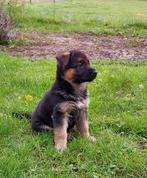 Duitse Herderpups  / pups, Particulier, Rabiës (hondsdolheid), Meerdere, 8 tot 15 weken