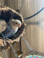 Twee jonge Agapornisen (Dwergpapegaaien), Dieren en Toebehoren, Vogels | Parkieten en Papegaaien, Meerdere dieren, Papegaai, Geringd