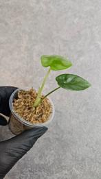 Alocasia Reversa, Ophalen of Verzenden, Halfschaduw, Minder dan 100 cm