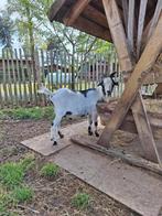 Dwerggeiten bokje, Dieren en Toebehoren, Schapen, Geiten en Varkens, Mannelijk, Geit
