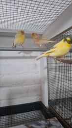 Kanarie, Dieren en Toebehoren, Vogels | Kanaries, Mannelijk, Kleurkanarie