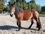 Rijnlandse koudbloed merrie (3,5 jaar) te koop, Dieren en Toebehoren, Paarden, Merrie, Gechipt, 3 tot 6 jaar, Onbeleerd