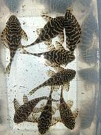 Nieuw binnen!!! L134, 8-9 cm, € 47,50 per stuk!!!, Vis, Zoetwatervis