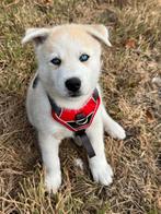 Zeer mooie Pomsky pups met blauwe ogen., Dieren en Toebehoren, Honden | Poolhonden, Keeshonden en Oertypen, CDV (hondenziekte)