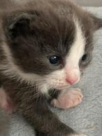 Mooi nestje grijs witte kittens., Dieren en Toebehoren, Katten en Kittens | Overige Katten, Meerdere dieren
