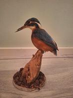 Vogel opgezet. IJSVOGEL. Taxidermy., Verzamelen, Dierenverzamelingen, Ophalen of Verzenden, Vogel, Opgezet dier