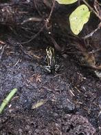 3 Ranitomeya kikkers ventrimaculata/French guyana/ imitator, Dieren en Toebehoren, Reptielen en Amfibieën, Amfibie