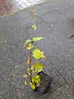 Groot heksenkruid ,zelden aangeboden €3.50 insecten plant, Overige soorten, Vaste plant, Ophalen of Verzenden, Halfschaduw