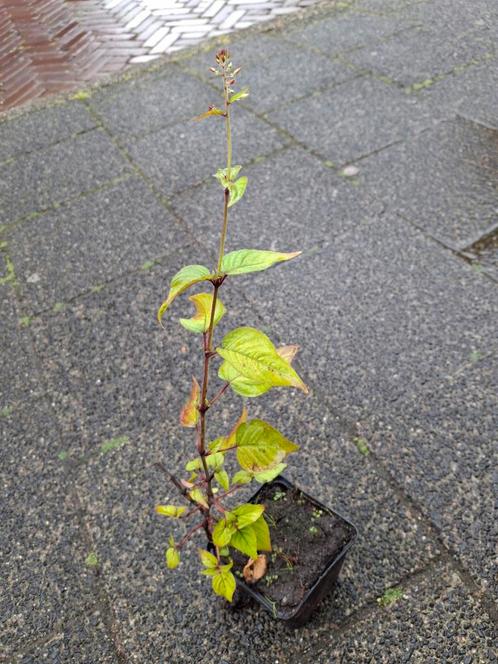 Groot heksenkruid ,zelden aangeboden €3.50 insecten plant, Tuin en Terras, Planten | Tuinplanten, Vaste plant, Overige soorten