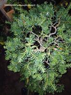 Taxus Bonsai, Tuin en Terras, Planten | Bomen, Ophalen