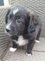 Ter adoptie Boeffie, Dieren en Toebehoren, Honden | Niet-rashonden, Parvo, Reu, 8 tot 15 weken, Eén hond