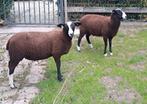Zwartbles rammen 2st, Dieren en Toebehoren, Schapen, Geiten en Varkens, Mannelijk, Schaap