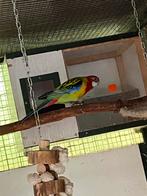 Pracht rosella, Parkiet