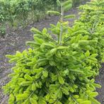 Kerstboom met kluit in 4 verschillende maten, Tuin en Terras, Planten | Bomen, Ophalen of Verzenden, In pot