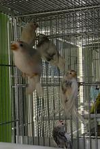 Sijzen bonte sijzen 2024/2025, Meerdere dieren, Geringd