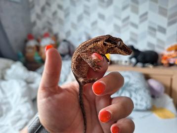 Gargoyle gekko man 2024 beschikbaar voor biedingen