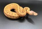 1.0 Lemonblast DH Hypo Clown ball python regius te koop, Dieren en Toebehoren, Reptielen en Amfibieën, Slang, Tam, 0 tot 2 jaar