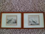 2 oude vogel gravures 1835, Cuvier, Ophalen of Verzenden