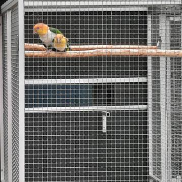 Kweekkoppel Groendijcaique`s/papegaaien en een... beschikbaar voor biedingen