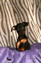 Mooie gezonde dwerg pincher puppies, Dieren en Toebehoren, Overige rassen, CDV (hondenziekte), 8 tot 15 weken, Meerdere