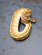 Koningspythons (python regius), Slang, 0 tot 2 jaar