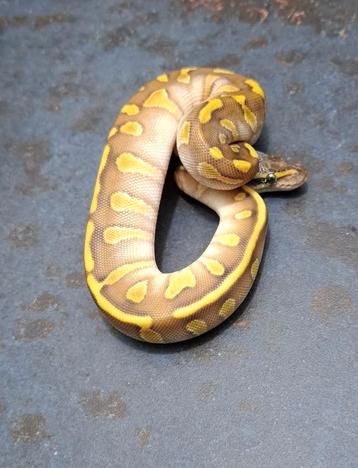 Koningspythons (python regius) beschikbaar voor biedingen