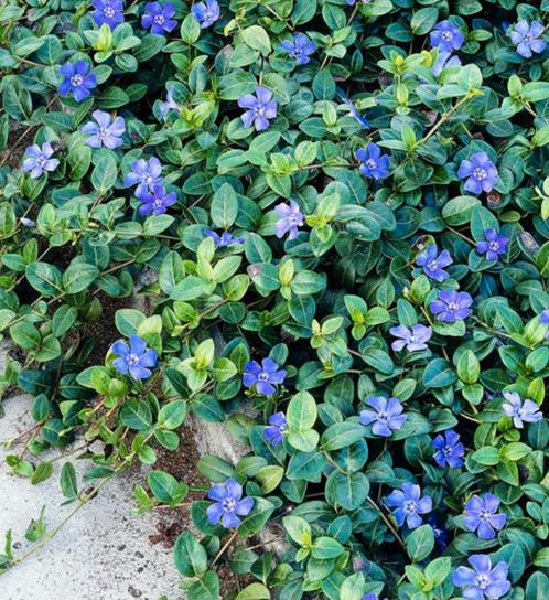 Vinca/ kleine maagdenpalm stekjes te koop, Tuin en Terras, Planten | Tuinplanten, Bodembedekkers, Halfschaduw, Ophalen of Verzenden