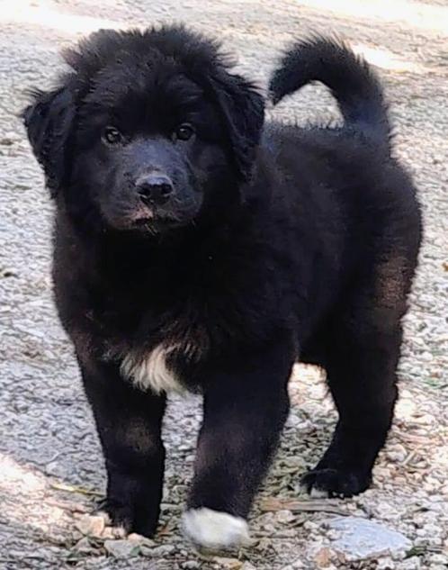 Unieke kruising Australian Shepherd x Leonberger pups., Dieren en Toebehoren, Honden | Niet-rashonden, Groot, Reu, Particulier