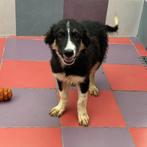 ACE: Qays is gek op een spel met een balletje, Dieren en Toebehoren, Honden | Niet-rashonden, Particulier, Rabiës (hondsdolheid)