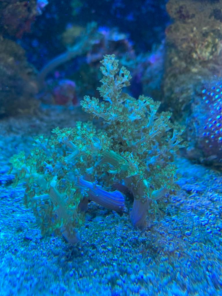 Neon Groene Kenya Tree Koraal Stekjes, Dieren en Toebehoren, Vis