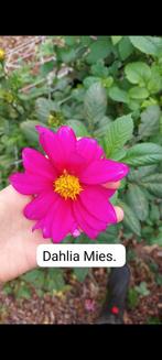 Dahlia Knollen - Prachtige Bloemen!, Ophalen of Verzenden