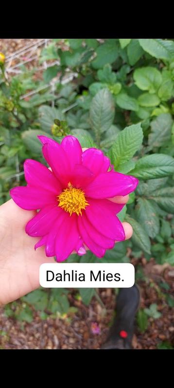 Dahlia Knol. Dahlia Mies. beschikbaar voor biedingen