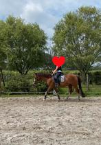 Super brave D pony merrie te koop, Dieren en Toebehoren, Merrie, D pony (1.37m tot 1.48m), Gechipt, 11 jaar of ouder