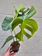 Monstera Sierrana Hawaii p12 (4), Ophalen of Verzenden, Halfschaduw, Minder dan 100 cm