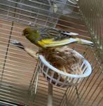 kanaries man, Dieren en Toebehoren, Vogels | Kanaries, Mannelijk, Kleurkanarie