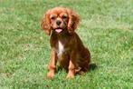Cavalier King Charles Spaniël pups te koop, Dieren en Toebehoren, Honden | Retrievers, Spaniëls en Waterhonden, Rabiës (hondsdolheid)