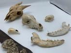 Collectie Schedels: Geit, Hond, Kat, Vogel, Ophalen of Verzenden, Gebruikt, Boerderijdier, Schedel