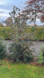 Diverse struiken, Tuin en Terras, Planten | Bomen, Ophalen of Verzenden, Volle zon, Overige soorten, Minder dan 100 cm