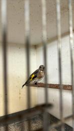 Parva putter, Dieren en Toebehoren, Vogels | Overige Vogels