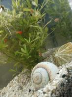 Platy's, Vis, Zoetwatervis, Schoolvis