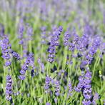 Lavendel - 'Hidcote' p9 tuinplanten, Ophalen of Verzenden, Zomer, Volle zon
