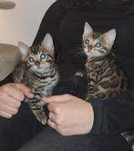Bengaalse kittens, Dieren en Toebehoren, Katten en Kittens | Raskatten | Korthaar, Meerdere dieren, Ontwormd