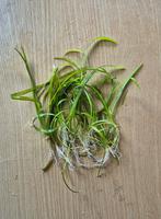 Aquariumplant stekjes, Ophalen, Zo goed als nieuw, Plant(en), Steen of Hout