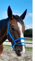 Monty Roberts dually halster blauw, Dieren en Toebehoren, Ophalen of Verzenden, Zo goed als nieuw, Overige soorten