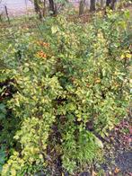 Beukenhaag planten - Fagus Sylvatica, Bloeit niet, Overige soorten, Minder dan 100 cm, Ophalen