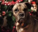 Blissy., Dieren en Toebehoren, Honden | Bulldogs, Pinschers en Molossers, 6 jaar of ouder, Overige rassen, Teef, Rabiës (hondsdolheid)