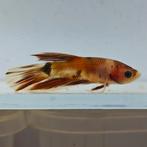 Betta splendens man 68, Vis